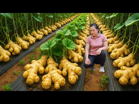 Harvesting Ginger Garden and Selling It at Market, Taking Care of Chickens | Ly Thi Ca Bushcraft