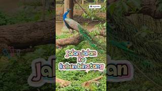 Jalan-Jalan Ke Kebun Binatang #shorts #shortsvideo #laguanakanakindonesia
