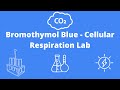 Exploring Bromothymol Blue and Cellular Respiration