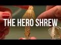 Hero Shrew: Evolution and Significance