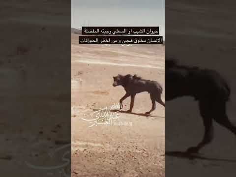 حيوان السعلي او الشيب وجبته المفضلة الانسان #shorts