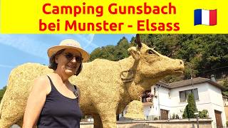 Camping Gunsbach und Käserei im Elsass
