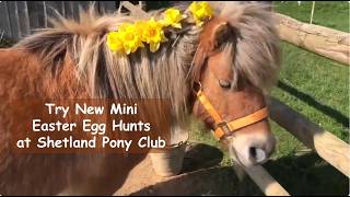 Try New Mini Easter Egg Hunts at Shetland Pony Club - TV Episode 586