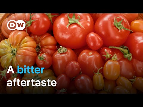 YouTube video thumbnail: How Sustainable are Tomatoes?