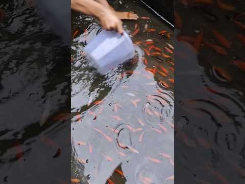 DIKASIH IKAN HIAS SAMA MANG UNI