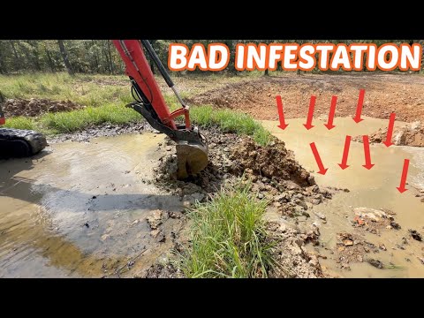 We Built A New Pond & Now It’s Infested!