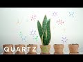 Plants and Air Quality Effects
