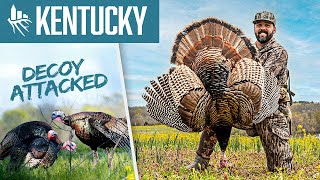 DECOY ATTACKED!! My First KENTUCKY Turkey