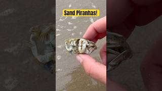 Sand Piggy Covered in Sand Piranhas! 😱 #animals #nature #shorts