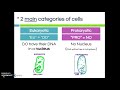 Prokaryotic vs. Eukaryotic Cells: Key Differences and Characteristics