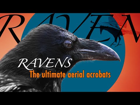 Ravens, the ultimate aerial acrobats