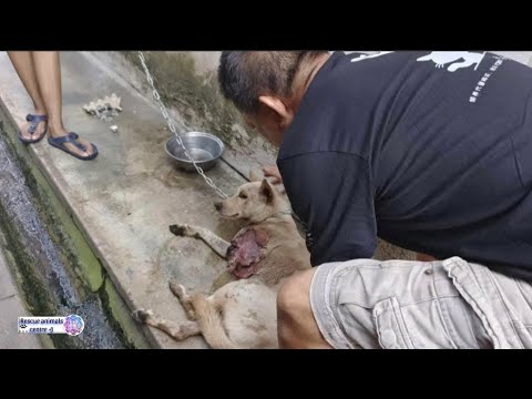 We saved abandoned dog from old house .