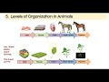 Exploring Levels of Organization in Animals