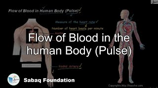 Flow of Blood in the human Body (Pulse)
