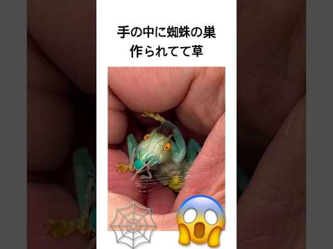 手の中に蜘蛛の巣作られてて草