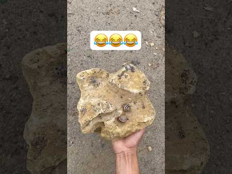الحلزون لا زال نائم 😱