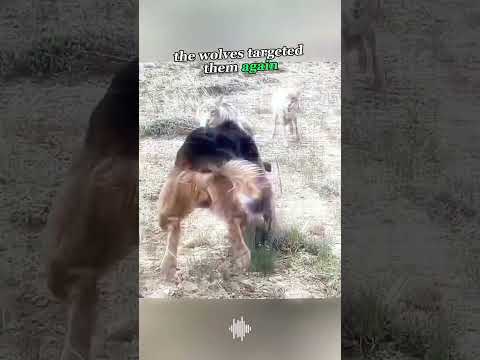 The Fierce Battle Between Wolves and Shepherd Dogs #WolfAttack #ShepherdDog #LoyalDogs #farmlife