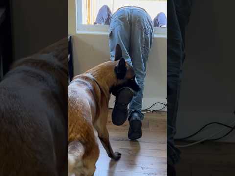 Dog Vs Window Intruder #smartdog #dogfunny #belgianmalinois #kornblind