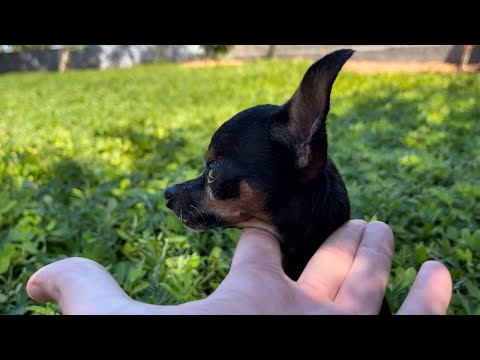 TIRINGA QUASE ME MATA DE SUSTO 😂 | PINSCHER FILHOTES