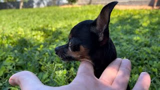 TIRINGA QUASE ME MATA DE SUSTO 😂 | PINSCHER FILHOTES
