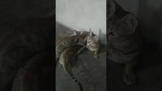 Mummy cat 'S Love 💕 and little cat   #catlover