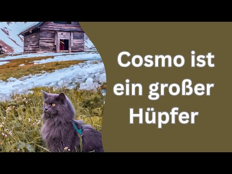 Cosmo traut sich nicht in den Babyknast