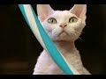 Understanding Cat Behavior and Enrichment