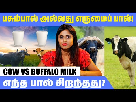 "பசும்பால் அல்லது எருமைப் பால்! எந்த பால் சிறந்தது? Cow Vs Buffalo Milk" |@HealthReel