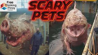 COMPILATION Exotic Pets top 20 | Bakit maraming tao ang gusto mag alaga ng exotic animals