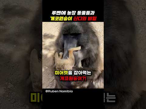 개코원숭이 신디의 비밀