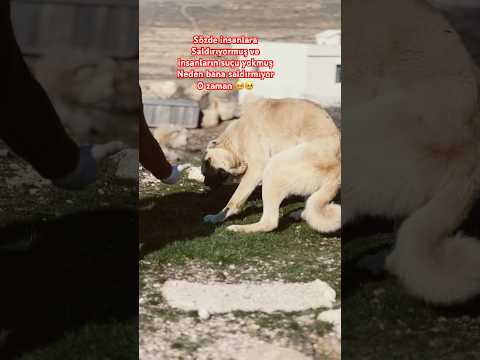Sözde insanlara saldırıyormuş #shortvideo #keşfetbeniöneçıkar