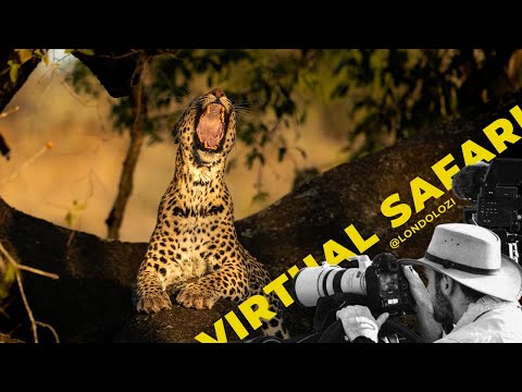 Leopard in Stunning Light + A Wild Dog Dilemma! Virtual Safari #252