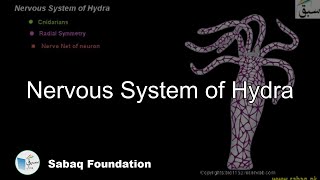 Nervous System of Hydra