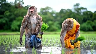 Monkey vlog || आज खेती पर कम करें अभी || Edit 07  #monkey