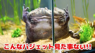 泳ぐバジェットガエルが見れる一風変わった飼育環境