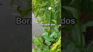 #vidanaroça #roça