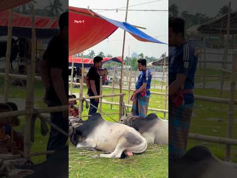 হাটে গরু বিক্রি হচ্ছে না কেনো