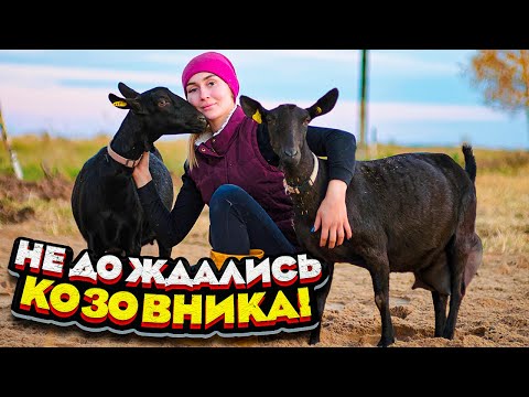 Окот испанской козы МУРСИАНО-ГРАНАДИНА. Удой после второго окота | Молодая Ферма