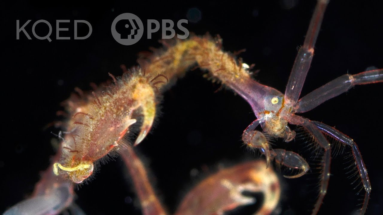 Skeleton Shrimp Use 18 Appendages to Feed, Fight and. Frolic