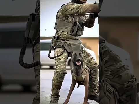 #k9 #dog #dogtraining #k9trainer #doglover #trending #doglife #love