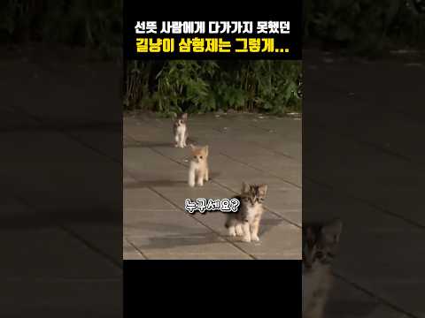 선뜻 다가가지 못했던 길냥이 삼형제는 결국…#고양이 #감성 #웃긴영상