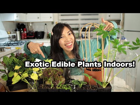 Want a THRIVING Indoor Garden? Watch This Now!