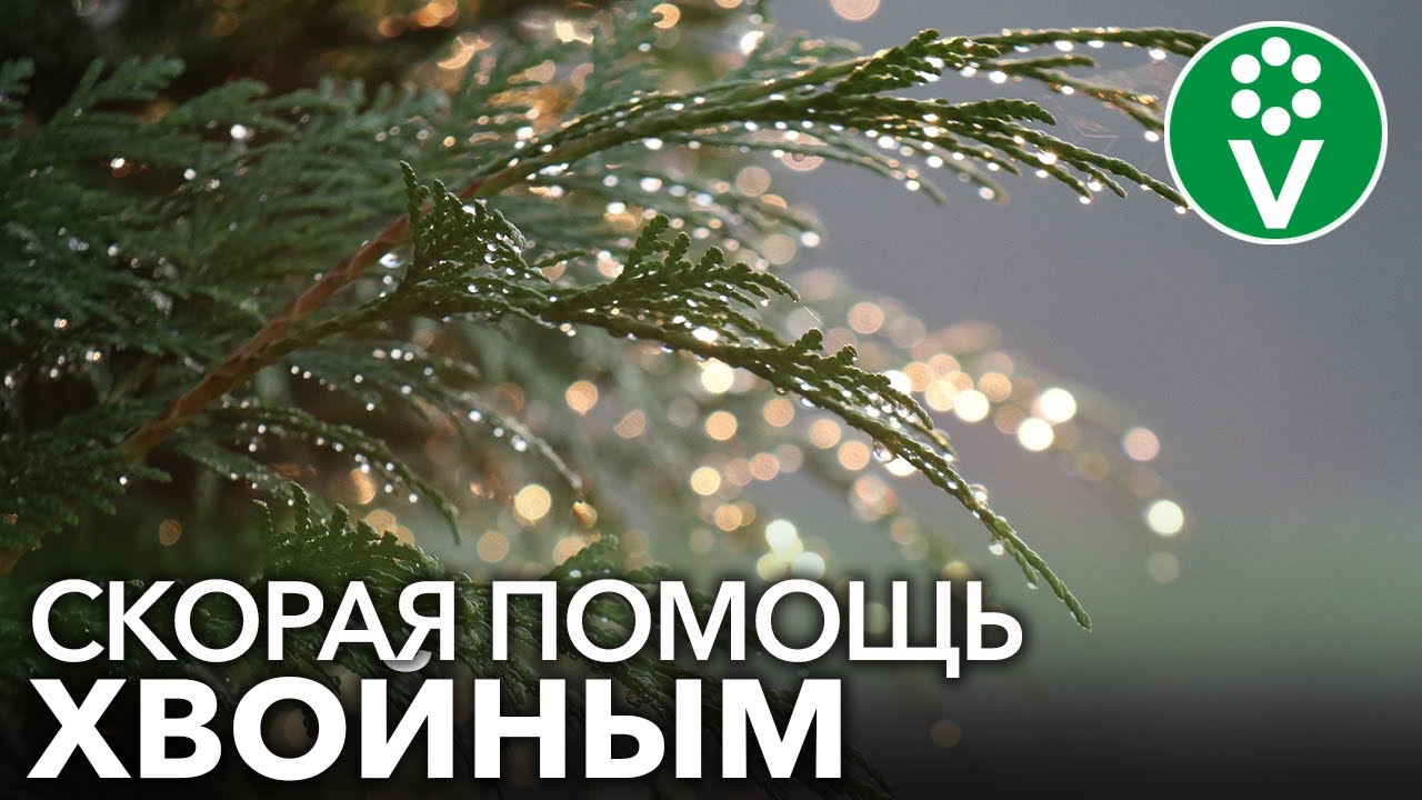 Почему желтеют туи, ели, можжевельники весной? Уход за хвойными