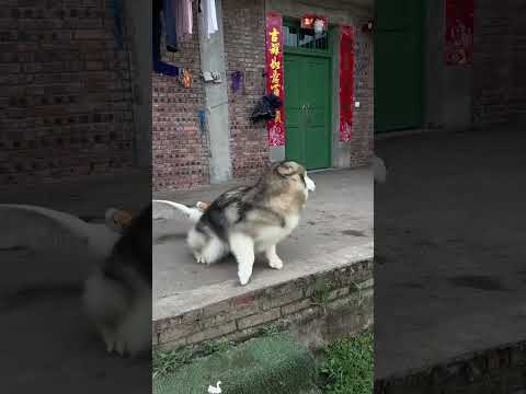 Angry dangerous goose #foryou #funny #petsunited #funnyanimal #animals