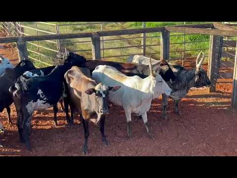 LOTE 37