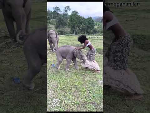 Playful Baby Elephant Rips Model's Skirt ๐๐ World Wild Web #wildlife #shorts #elephant