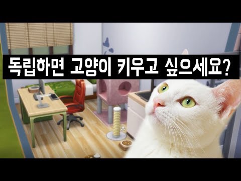 원룸에서 고양이를 잘 키울 수 있을까? (힘든 이유, 최소 면적, 2마리? 냄새?)