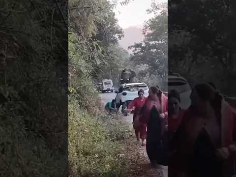 Omg ..😱😳😮#shotrs #shortvideo #shorts #youtubeshort #trending #elephant