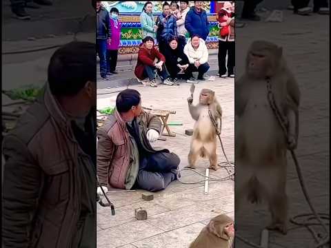 Fearless monkey #shortsfeed #shortsvideo #shorts