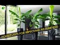 Indoor Plants and Their Benefits